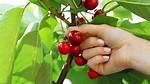 Is Cherry Picking Hard