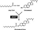 Is Cholesterol an Ester?