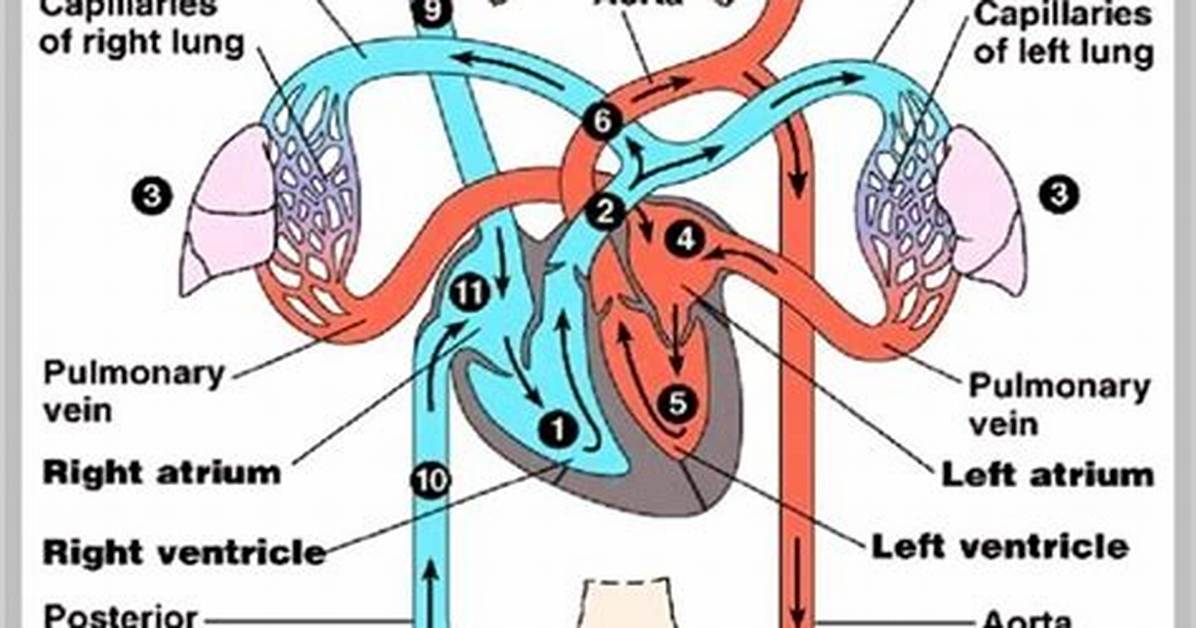 Is Circulatory System Function?