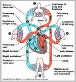 Is Circulatory System Function?