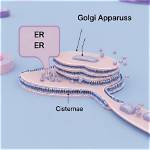 Is Cisternae Single Membrane Bound?