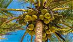 Is Coconut a Tree