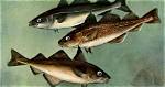 Is Cod and Scrod the Same
