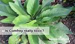 Is Comfrey Really Toxic