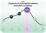 Is Conceiving Possible After Ovulation?