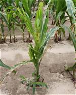 Is Corn a Fall Crop
