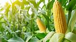 Is Corn a Fruit?