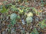 Is Coyote Melon Edible?