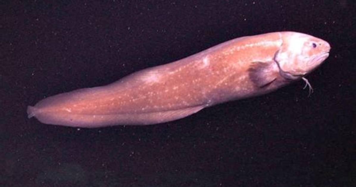 Is Cusk Eel a Fish?