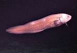 Is Cusk Eel a Fish?