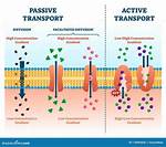 Is Diffusion Active or Passive