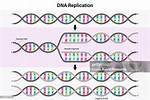Is Dna Double Stranded
