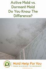 Is Dormant Mold a Problem