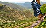 Is Douro a Grape?