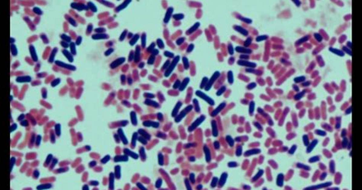 Is E Coli Bacillus?