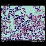 Is E Coli Bacillus?