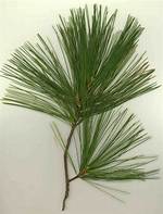 Is Eastern White Pine Leaf?