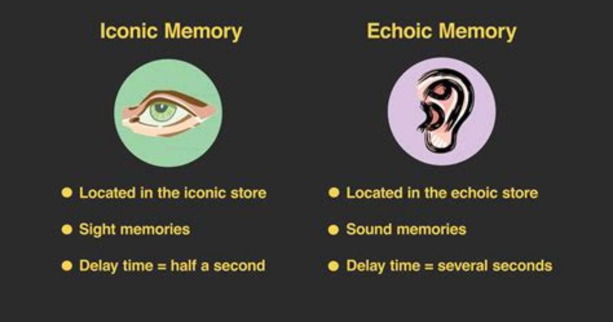 Is Echoic Memory Rare?