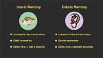 Is Echoic Memory Rare?