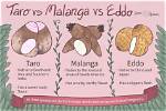 Is Eddo a Root Taro