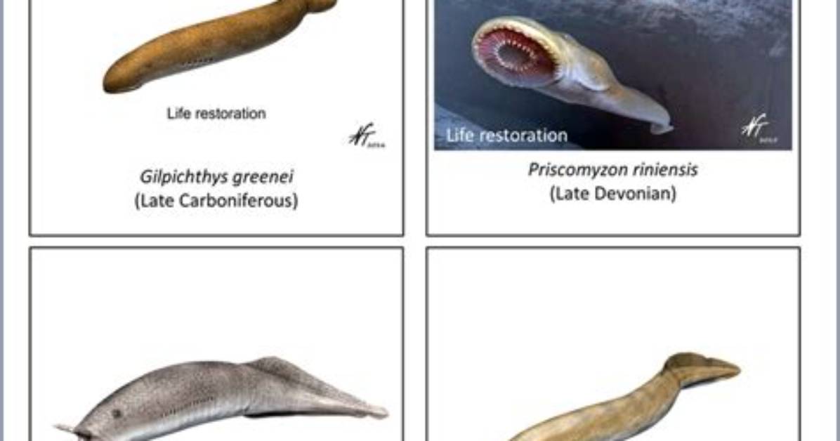 Is Eel a Cyclostome?