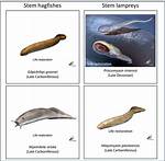 Is Eel a Cyclostome?