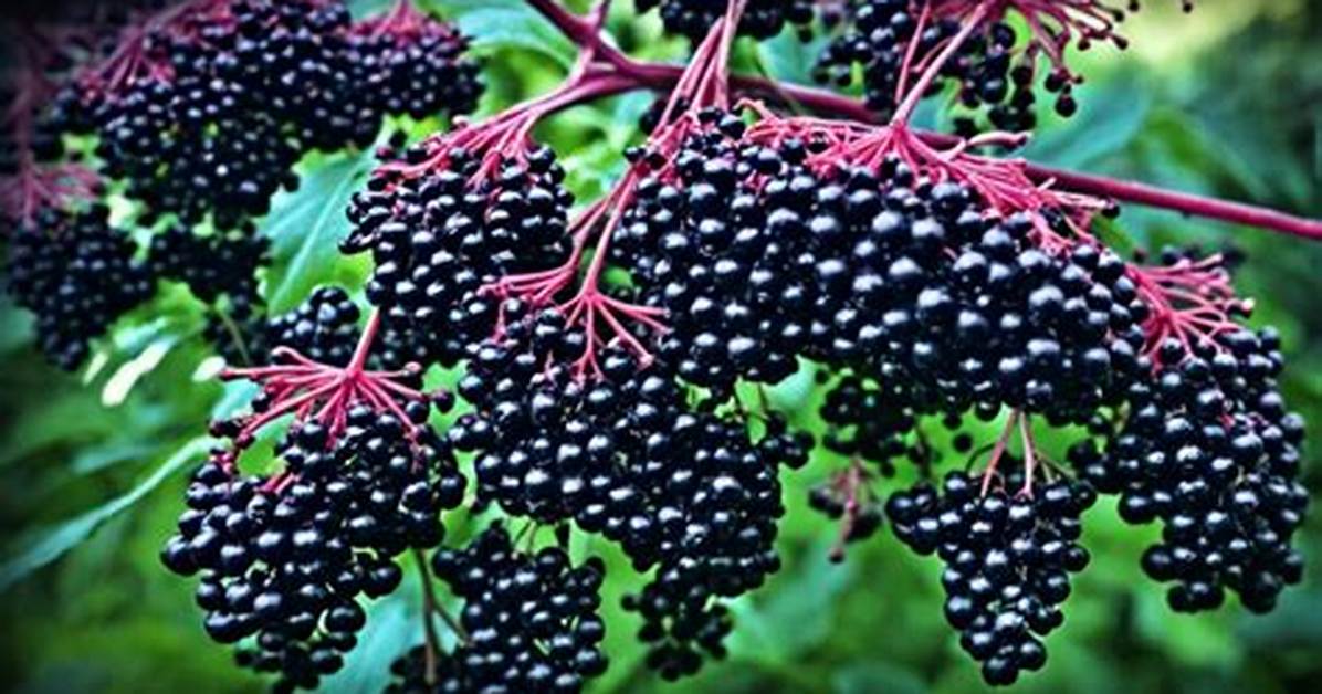 Is Elderberry Toxic?