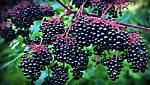 Is Elderberry Toxic?