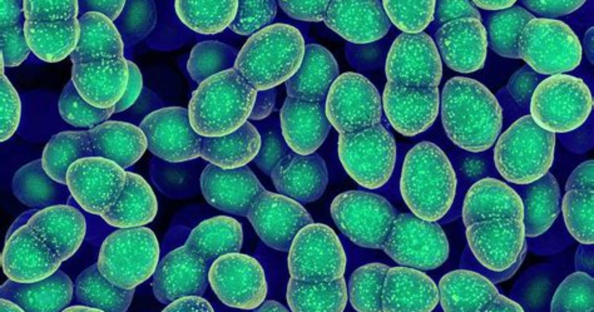 Is Enterococcus Faecalis Vre