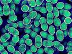 Is Enterococcus Faecalis Vre