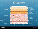 Is Epidermal Tissue Simple or Complex?