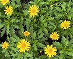 Is Euryops a Perennial?