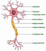 Is Every Neuron Unique
