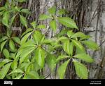 Is False Virginia Creeper Poisonous