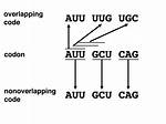 Is Genetic Code Overlapping?