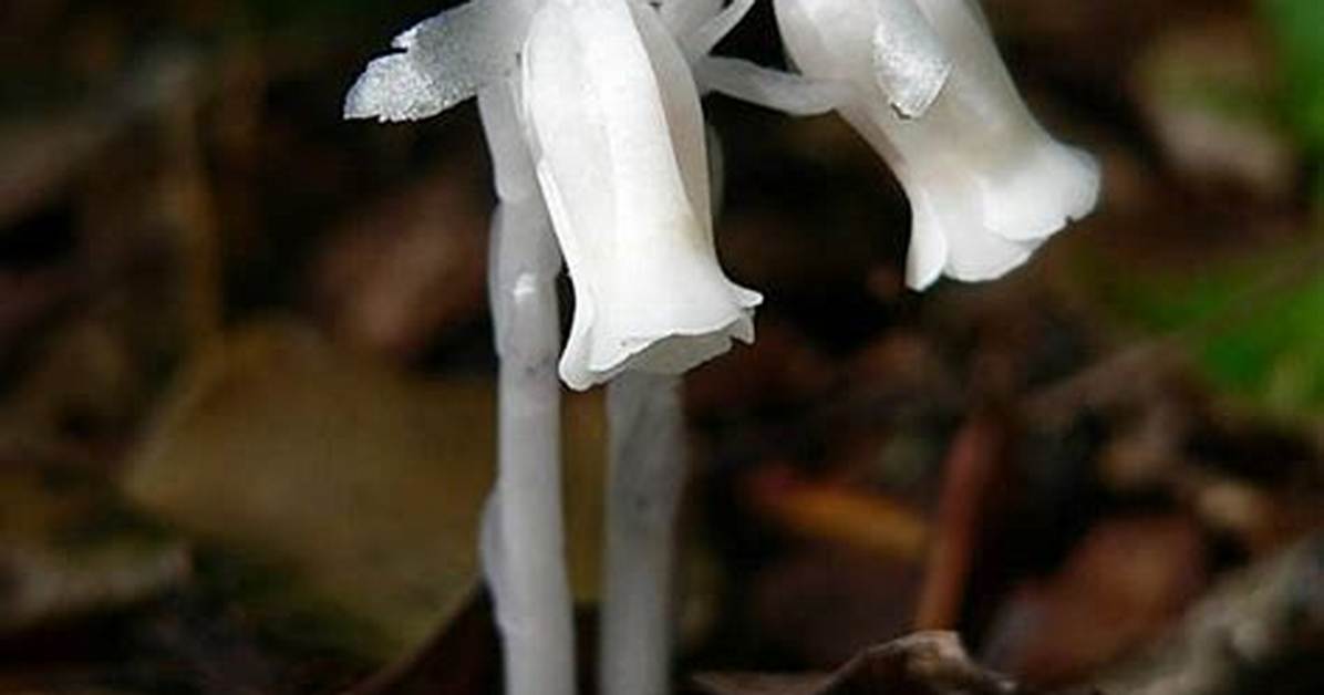 Is Ghost Pipe Edible