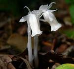 Is Ghost Pipe Edible
