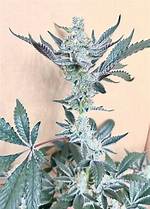 Is Ghost Weed Good?