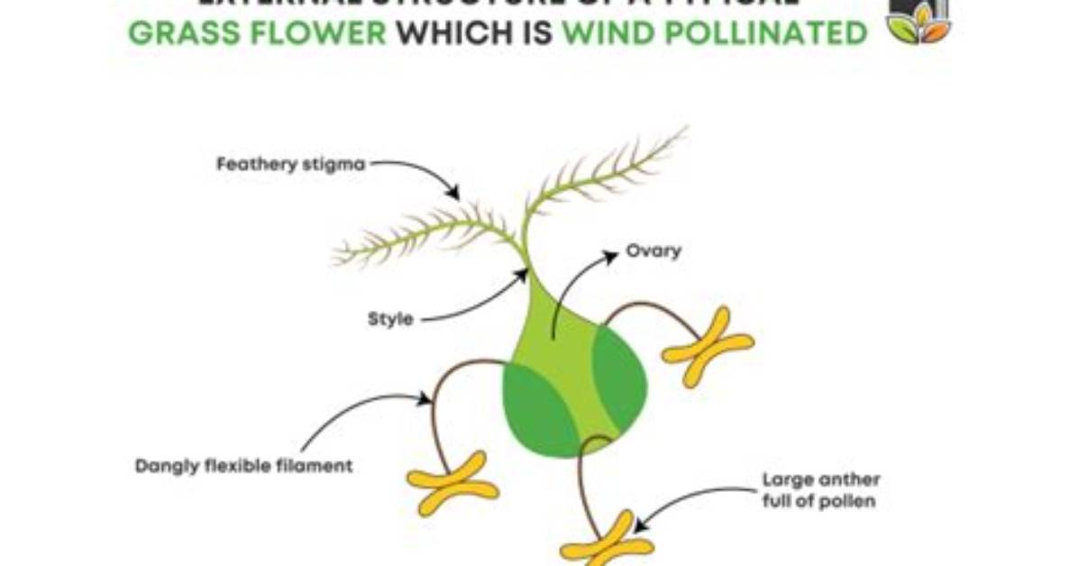Is Grass Wind Pollinated?