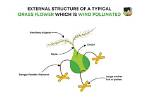 Is Grass Wind Pollinated?