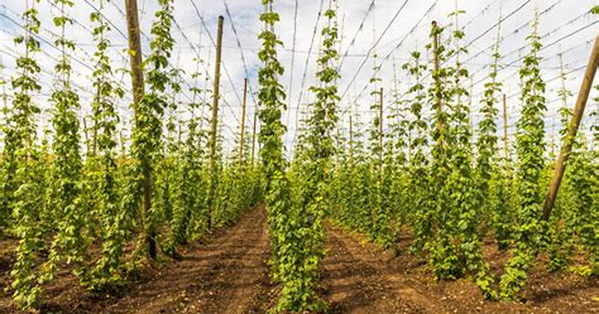 Is Growing Hops Profitable?
