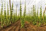 Is Growing Hops Profitable?