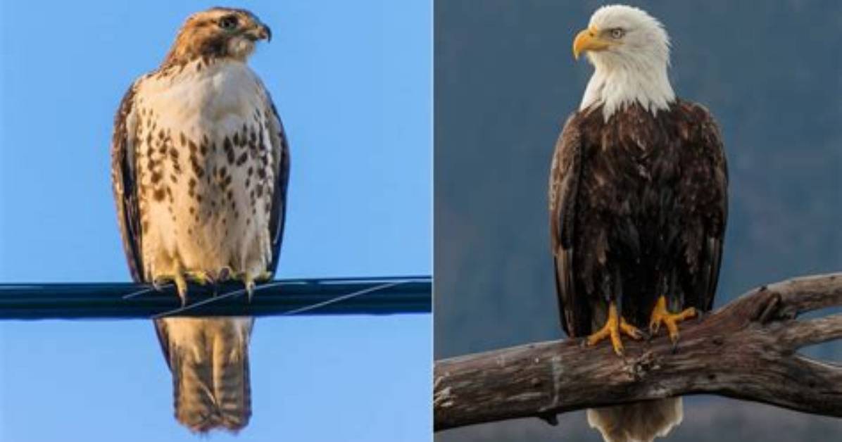 Is Hawk and Eagle Same?