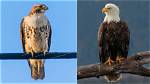Is Hawk and Eagle Same?