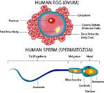 Is Human Egg Microlecithal?