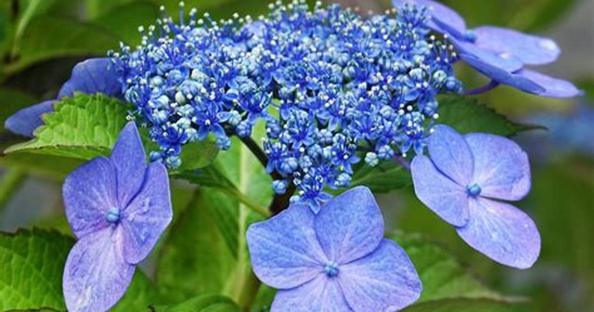 Is Hydrangea a Flower