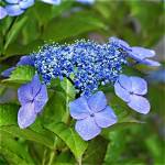 Is Hydrangea a Flower