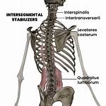 Is Intersegmental a Word?
