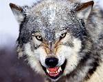 Is It Wolf or Wolve?