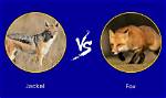 Is Jackal and Fox Same?
